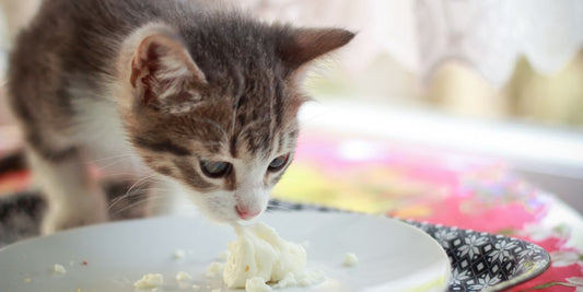 Dürfen Katzen Käse essen? Alles, was du über Käse und Katzen wissen musst!