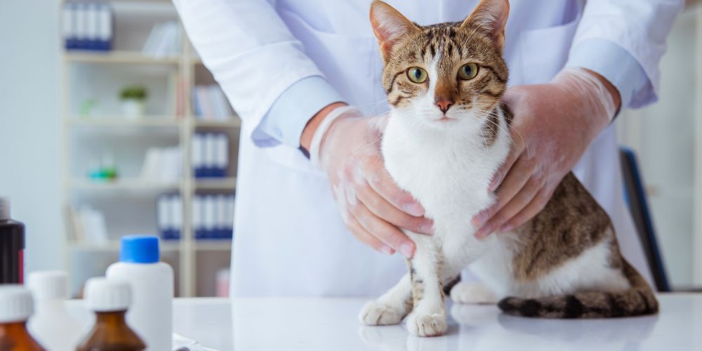 Tierarztkosten einer Katze: Ein umfassender Leitfaden für Katzenbesitzer