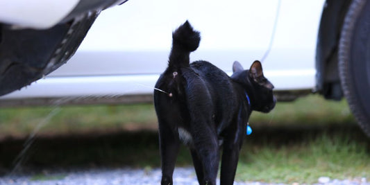 Was tun, wenn kastrierter Kater markiert? Ursachen und Lösungen für das Markierverhalten