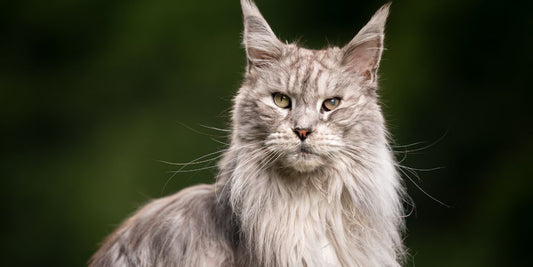 Welche Lebenserwartung haben Katzen? Ein umfassender Leitfaden