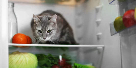 Warum sollte man Katzen nicht vegan ernähren?